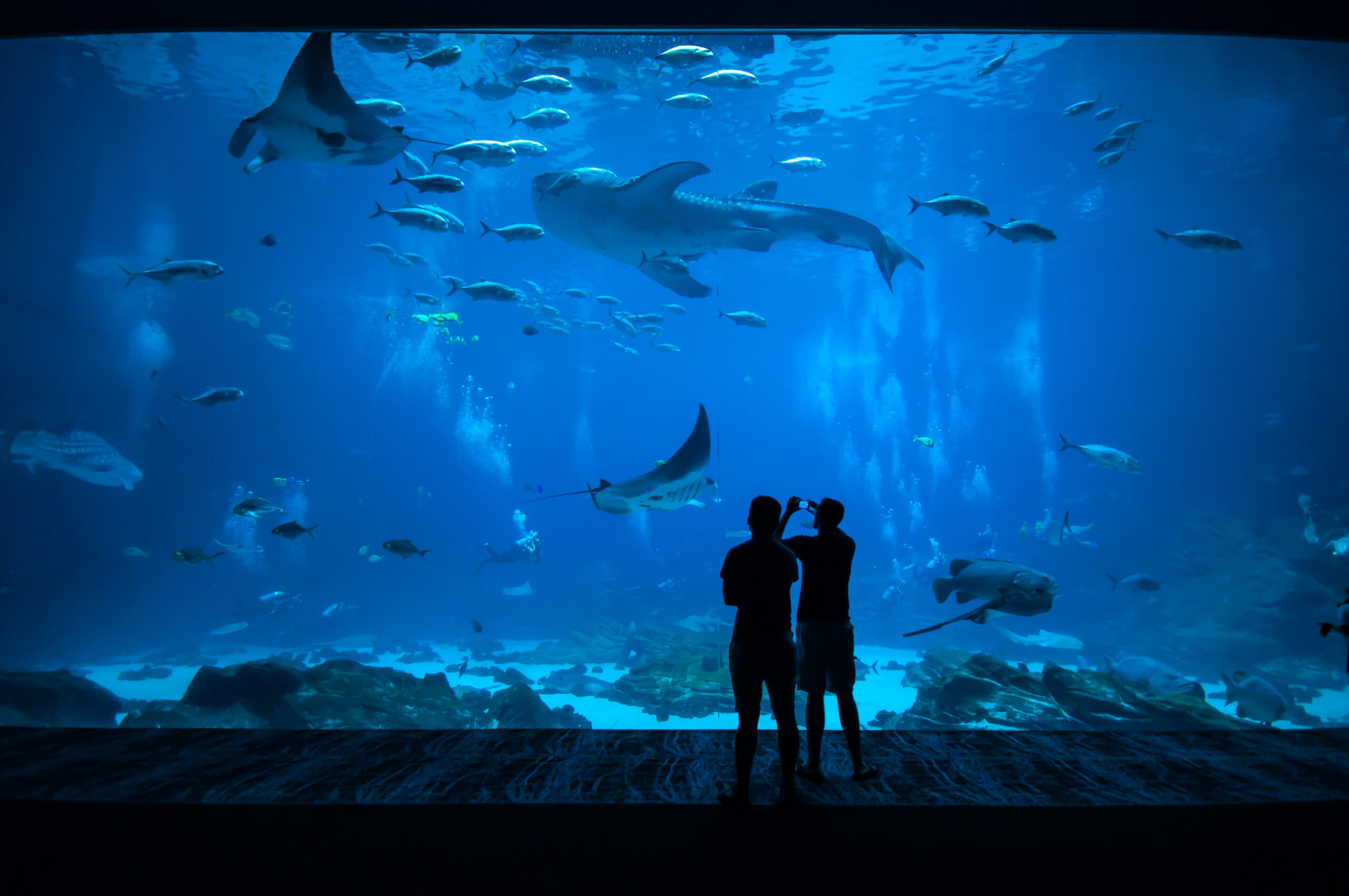 Fish Tank